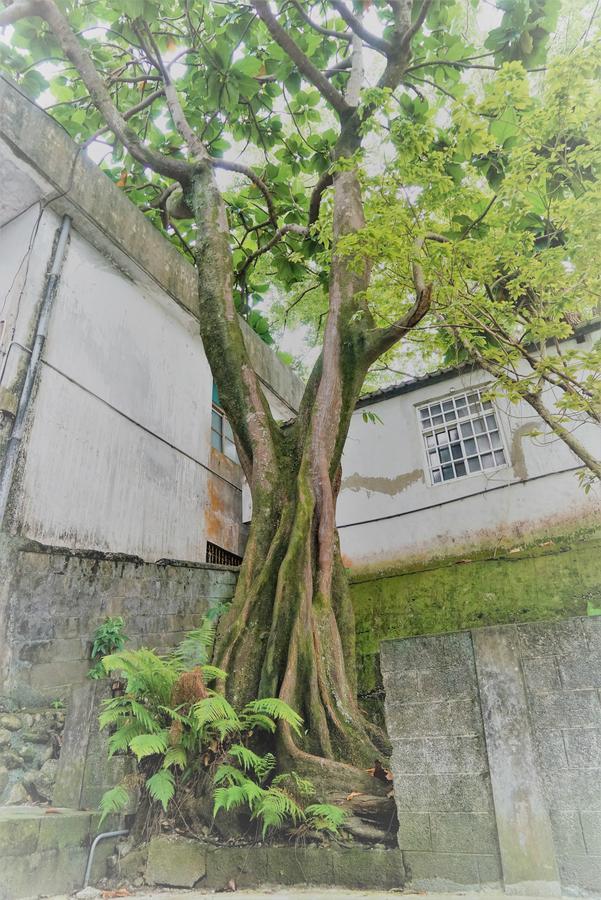 Literature River Bank 文學河岸 民宿 Hualien Extérieur photo